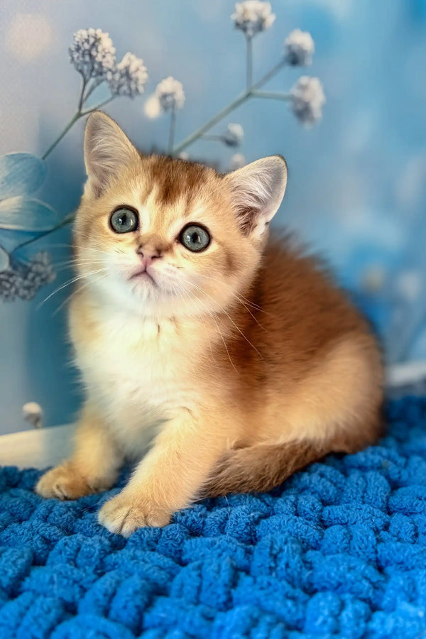 Riff | scottish straight kitten