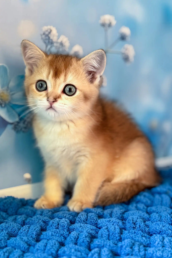 Riff | scottish straight kitten