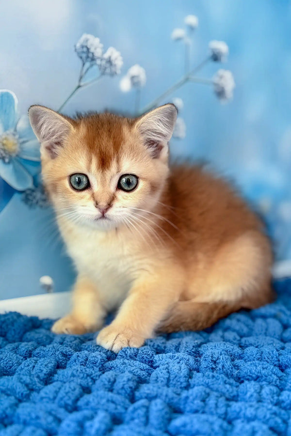 Riff | scottish straight kitten