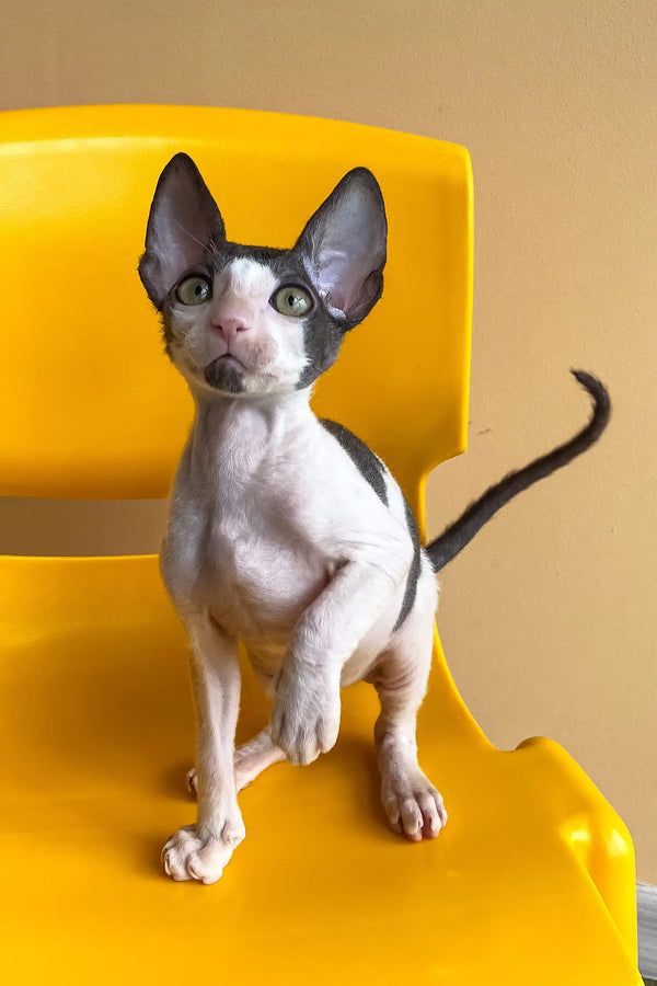 Rio | cornish rex kitten