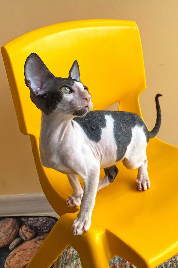 Rio | cornish rex kitten