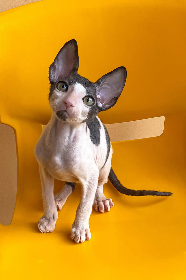 Rio | cornish rex kitten