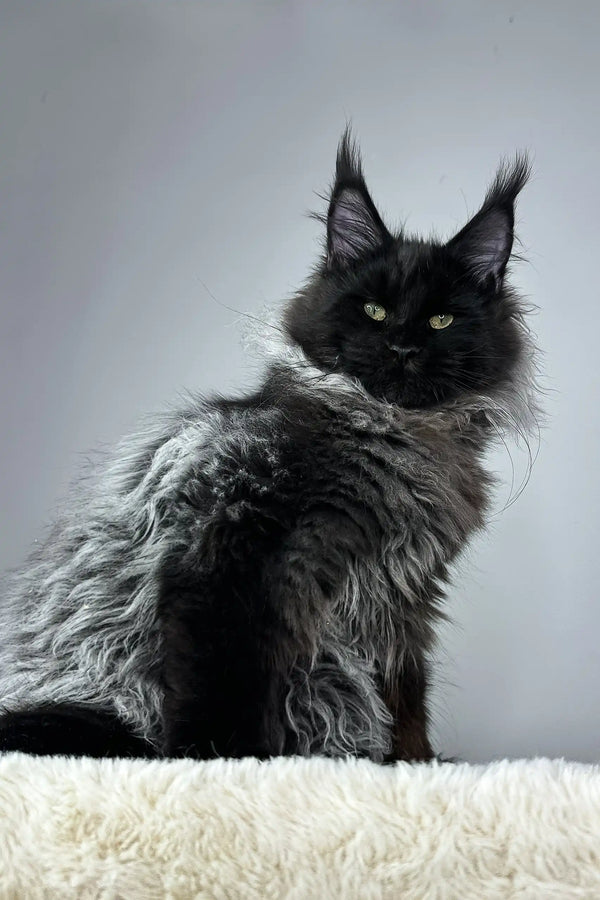Majestic black Maine Coon cat featured in Robert Maine Coon Kitten product