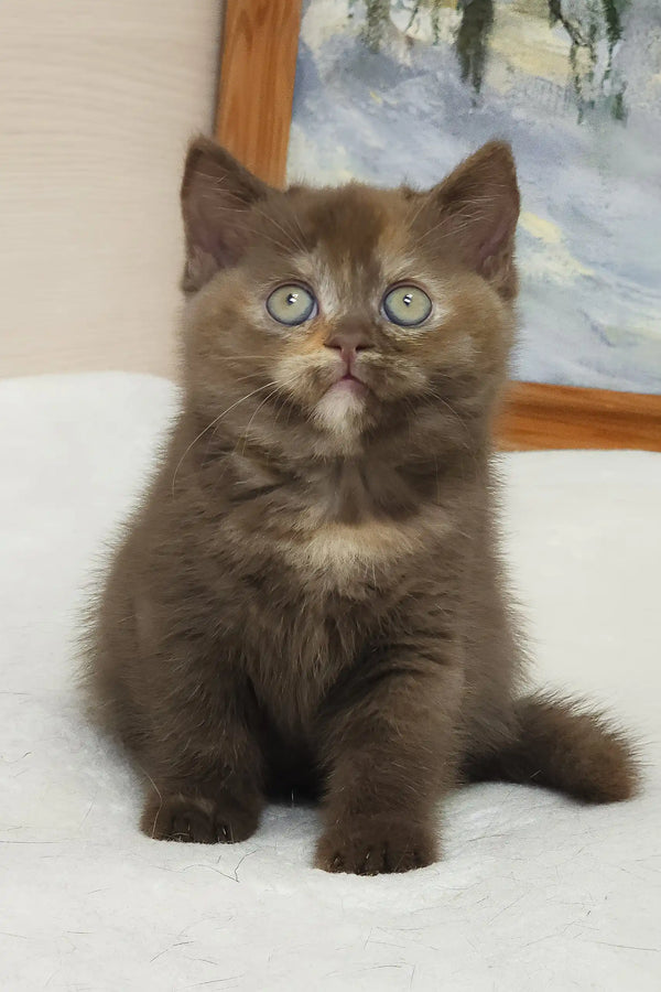 Adorable Brown kitten with striking eyes from Robusta British Shorthair Kitten collection