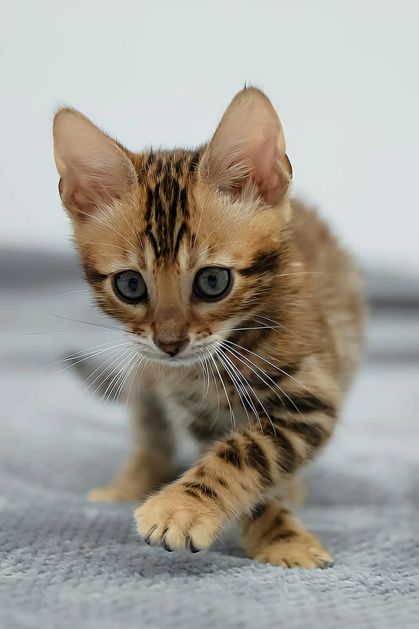 Rocky | bengal kitten