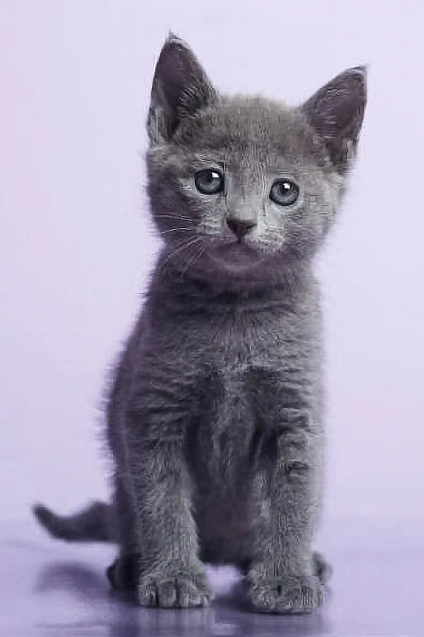 Gray kitten with bright blue eyes perfect for Rokit Russian Blue Kitten lovers