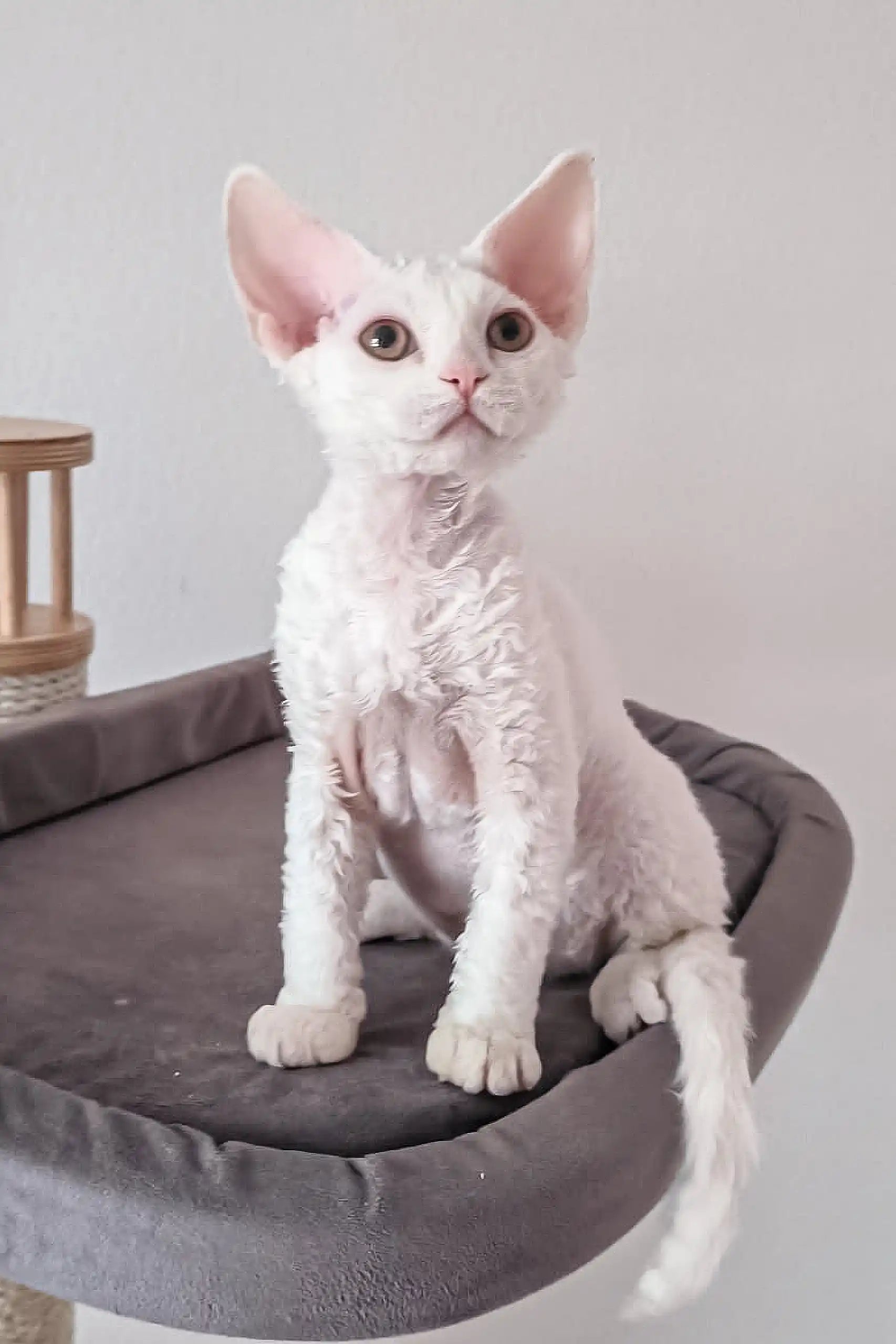 Romeo Devon Rex Kitten: Velvet White Cuddle Buddy