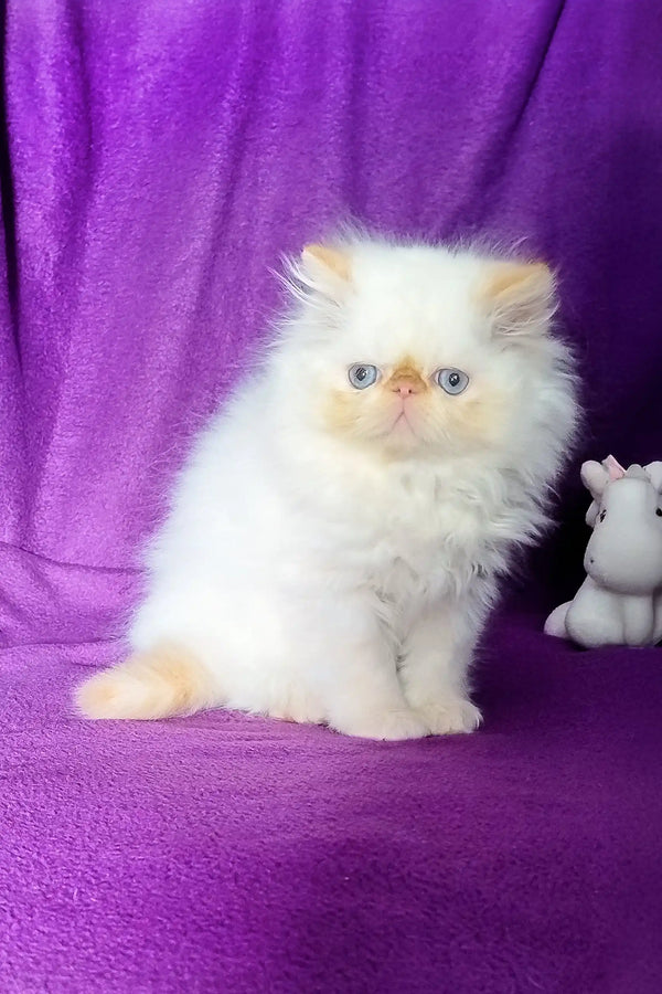 Fluffy white Persian kitten named Ron posing cutely for a fun pet product