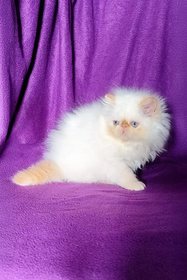 Fluffy white Persian kitten, Ron, the cutest addition to your home
