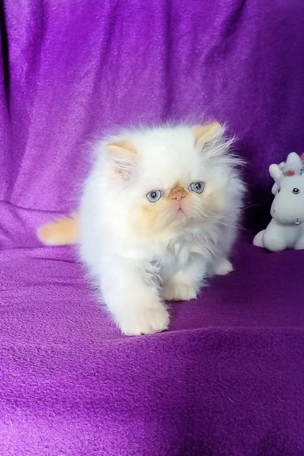 Fluffy white Persian kitten from Ron, perfect for cozy cuddles and playful moments