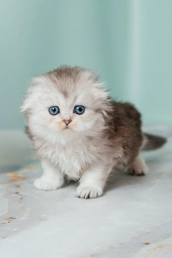 Fluffy blue-eyed Scottish Fold Longhair Kitten named Rosa looking adorable