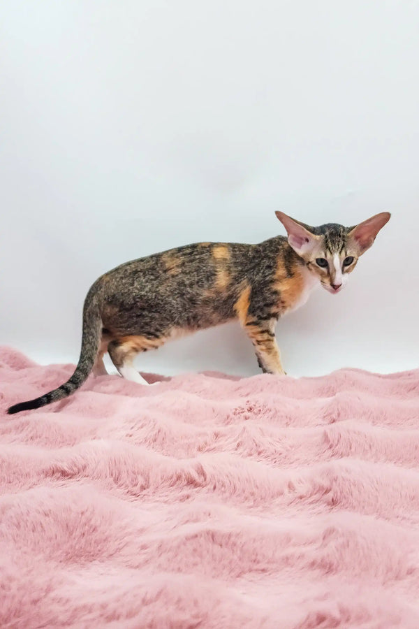 Rosabelle | oriental shorthair kitten