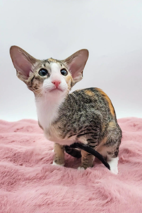 Rosabelle | oriental shorthair kitten