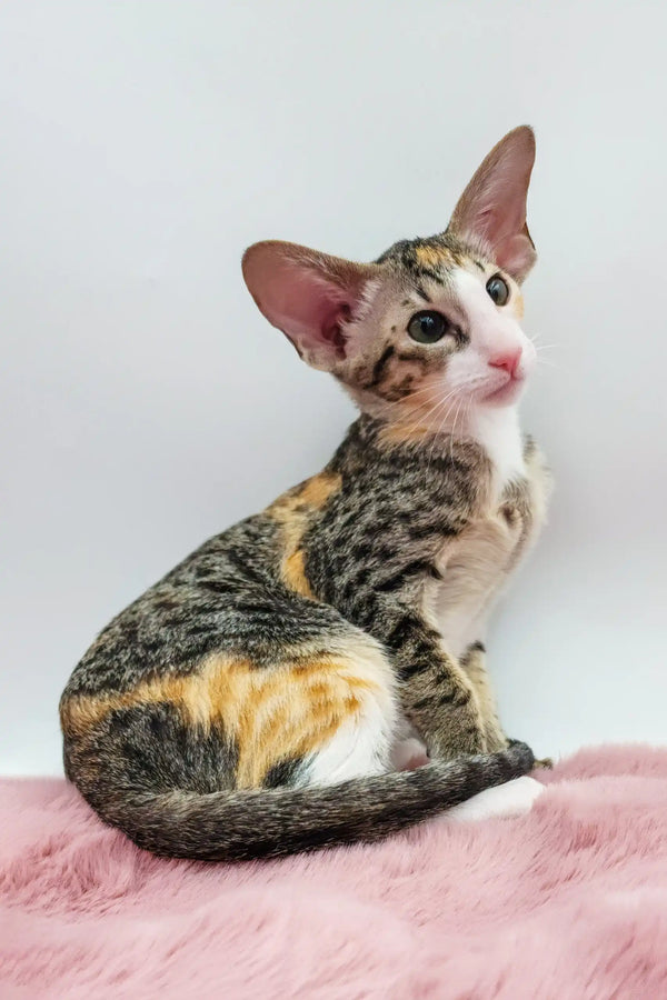 Rosabelle | oriental shorthair kitten