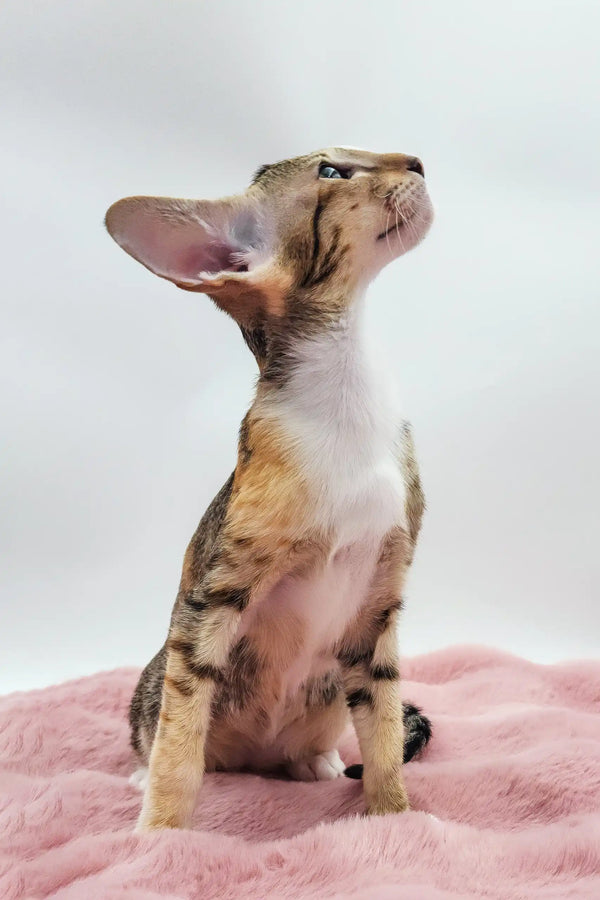 Rosabelle | oriental shorthair kitten