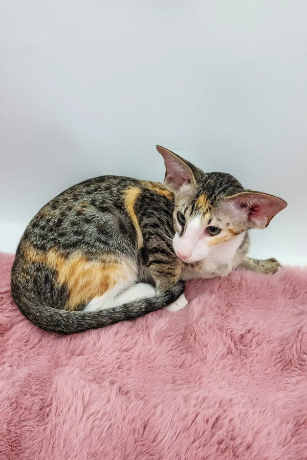 Rosabelle | oriental shorthair kitten