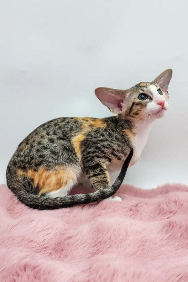 Rosabelle | oriental shorthair kitten
