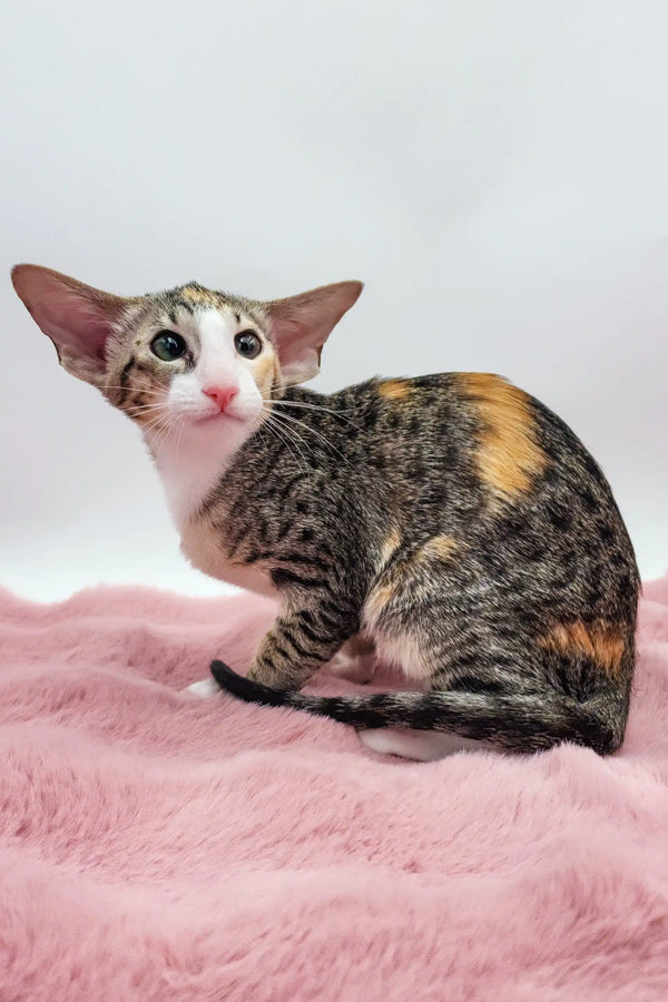 Rosabelle | oriental shorthair kitten