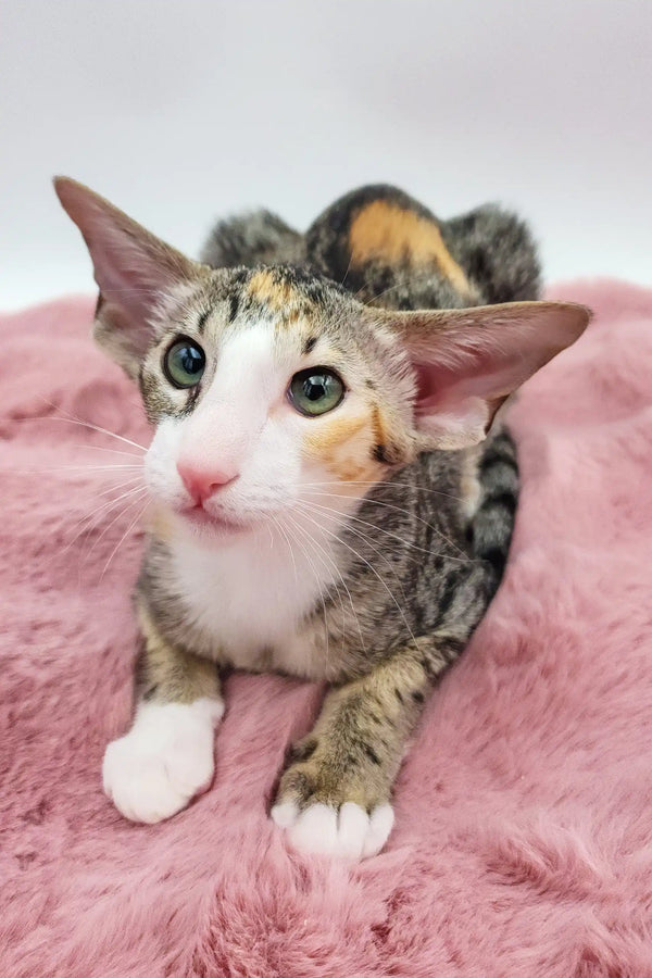 Rosabelle | oriental shorthair kitten