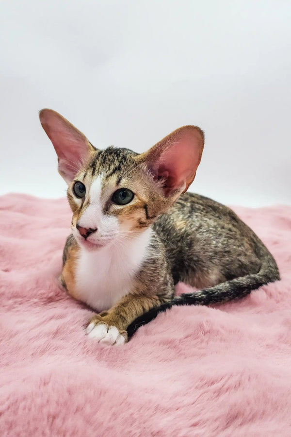Rosabelle | oriental shorthair kitten