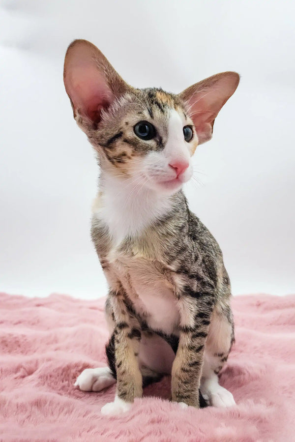 Rosabelle | oriental shorthair kitten
