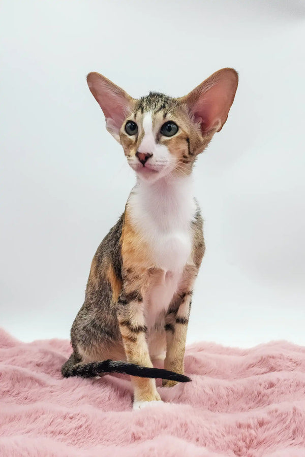 Rosabelle | oriental shorthair kitten