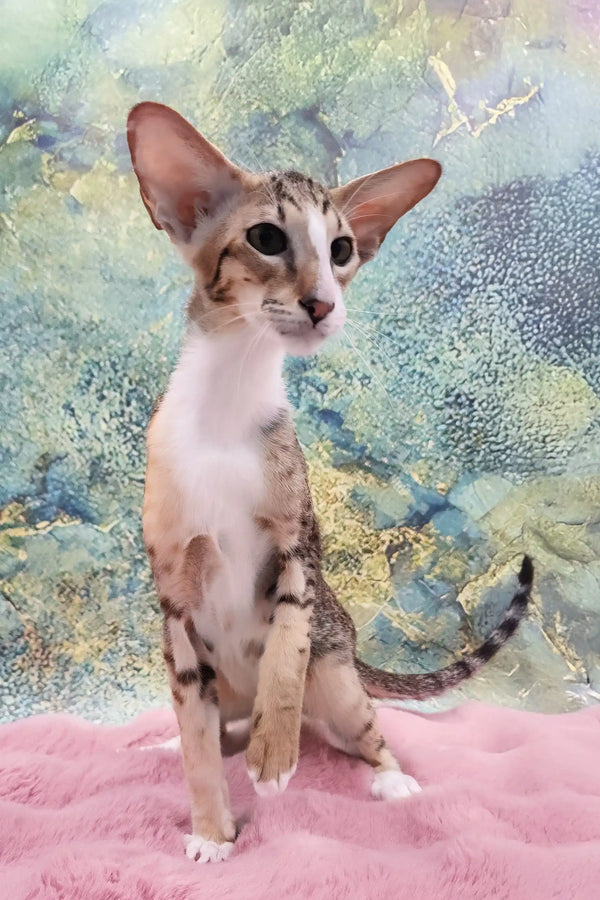 Rosaline | oriental kitten