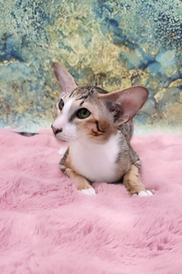 Rosaline | oriental kitten