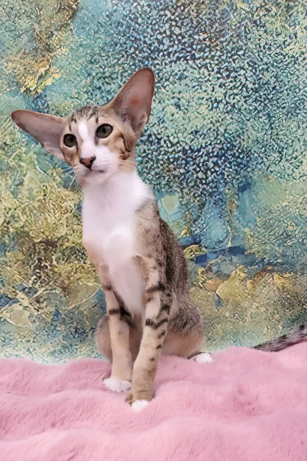 Rosaline | oriental kitten