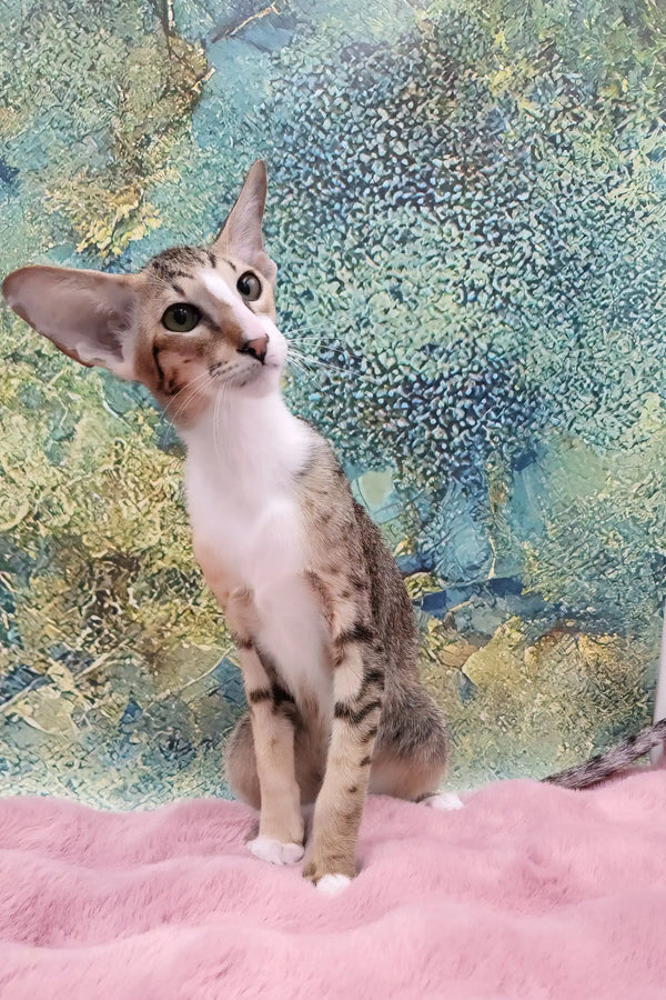 Rosaline | oriental kitten