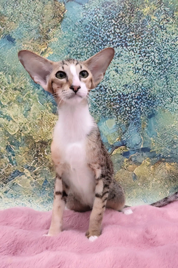 Rosaline | oriental kitten