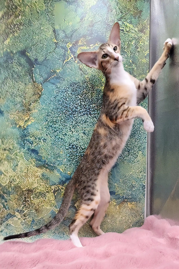 Rosaline | oriental kitten