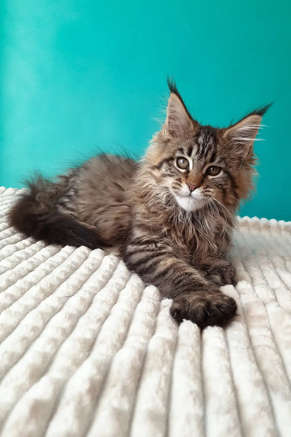 Rosanella | maine coon kitten