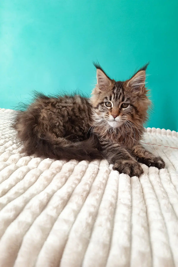 Rosanella | maine coon kitten