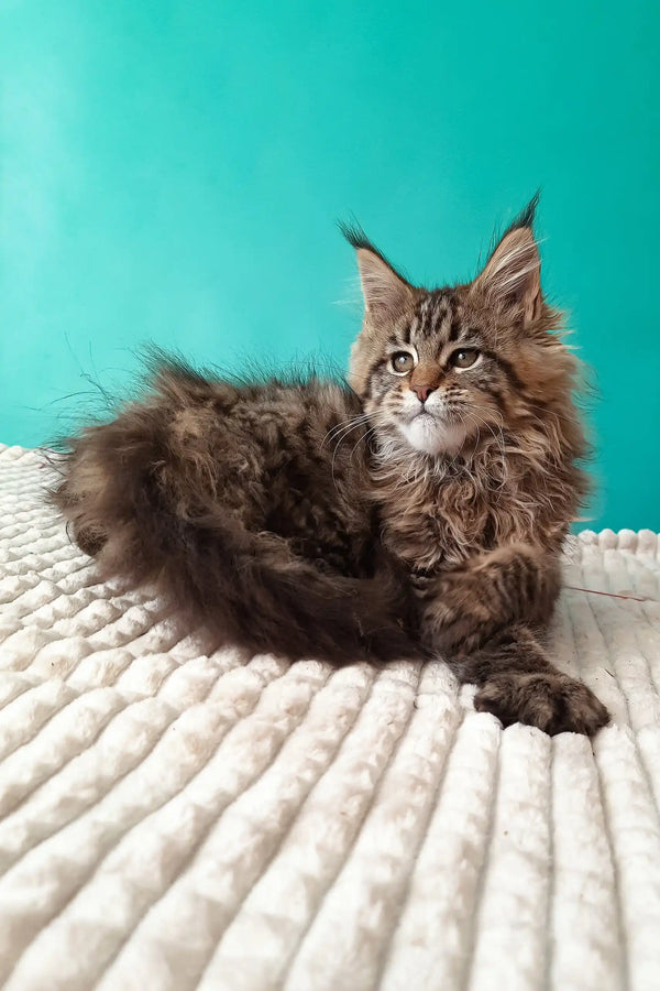 Rosanella | maine coon kitten