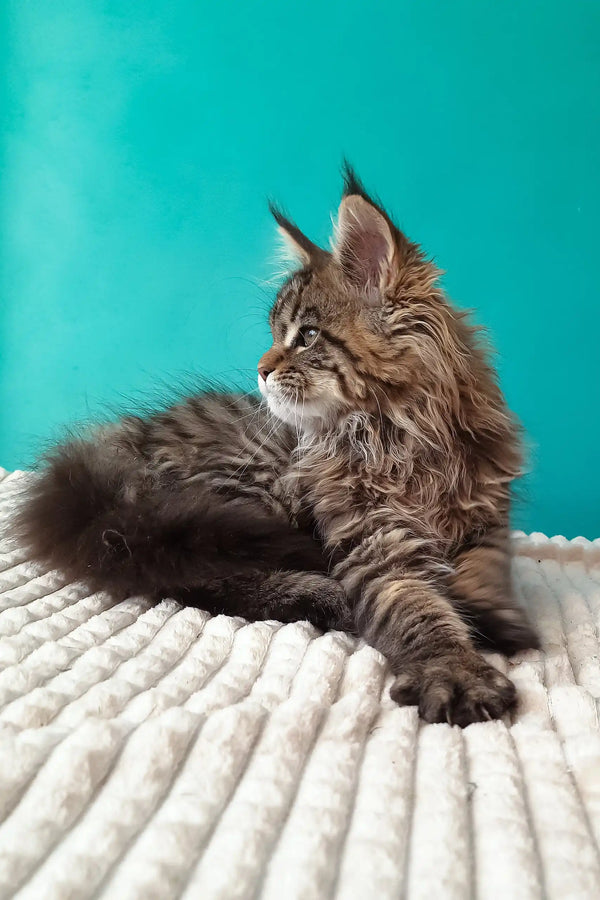 Rosanella | maine coon kitten