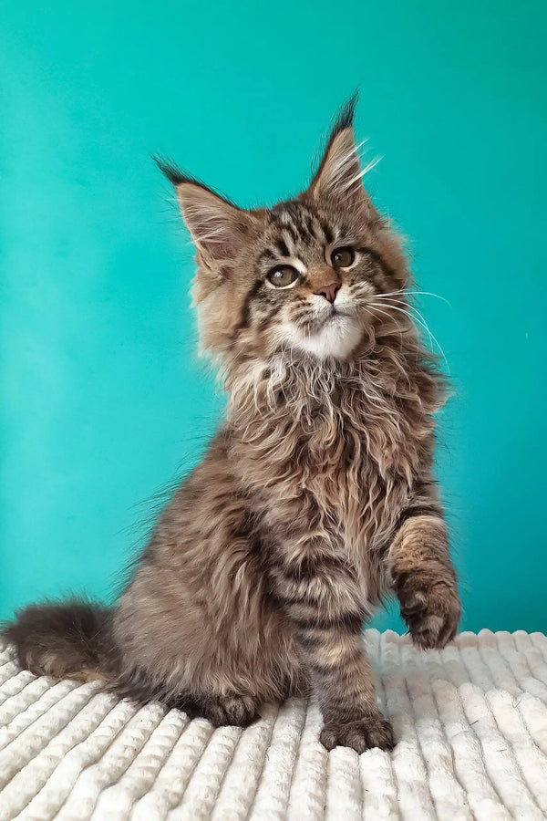 Rosanella | maine coon kitten