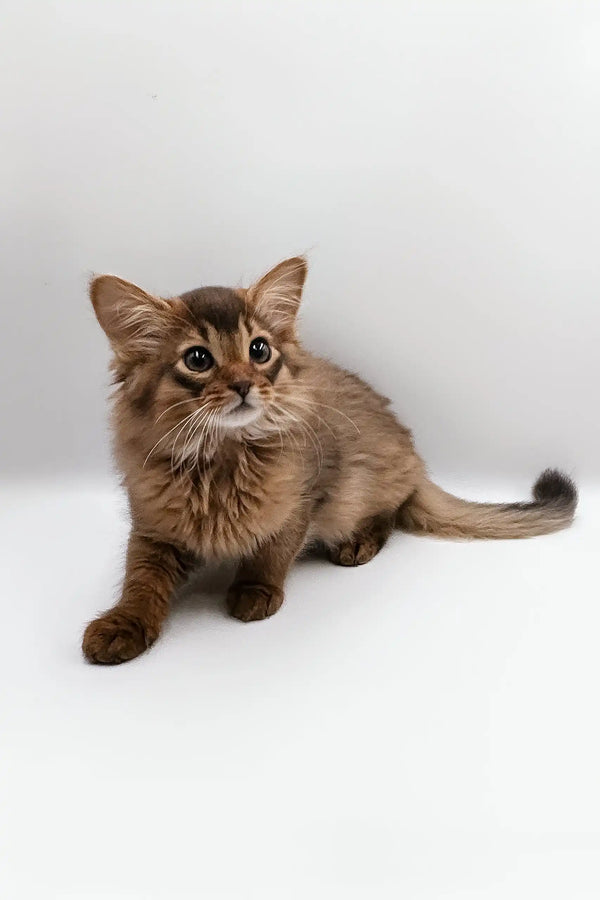 Adorable Somali kitten with fluffy brown fur from Rosie collection