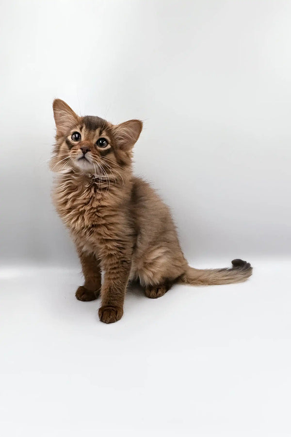 Adorable Brown Somali kitten featured in the Rosie | Somali Kitten product