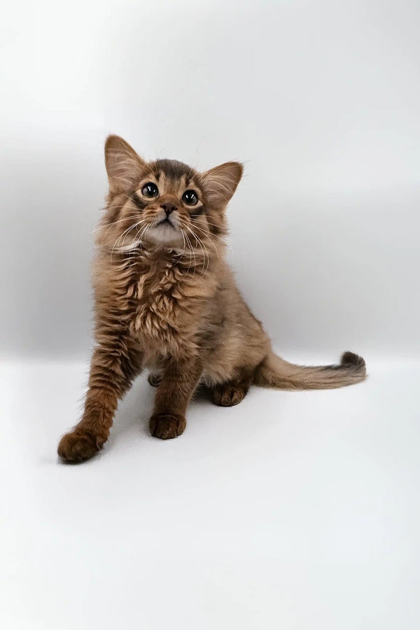 Brown Somali kitten in the Rosie | Somali Kitten product looking playful and adorable