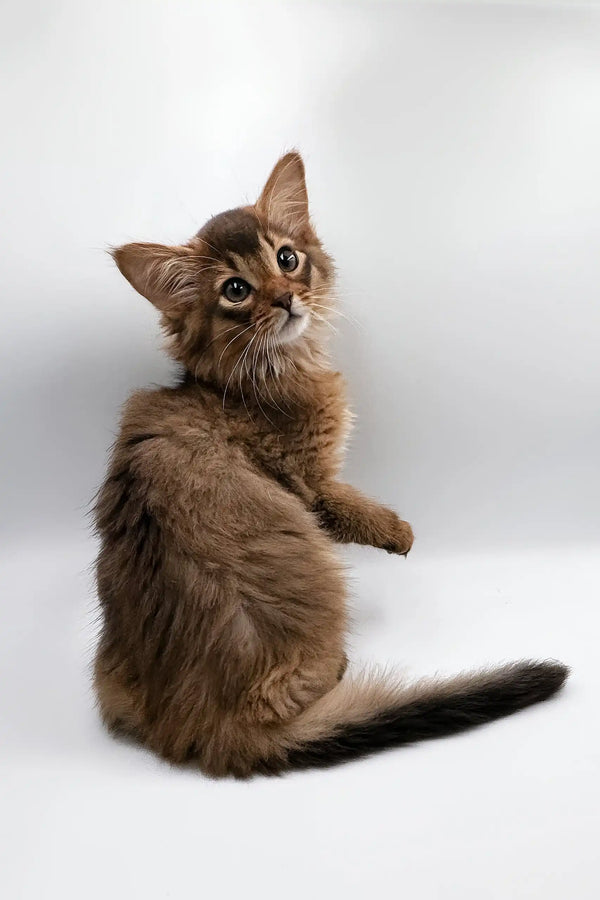 Brown Somali cat with a fluffy tail, perfect for Rosie | Somali Kitten product