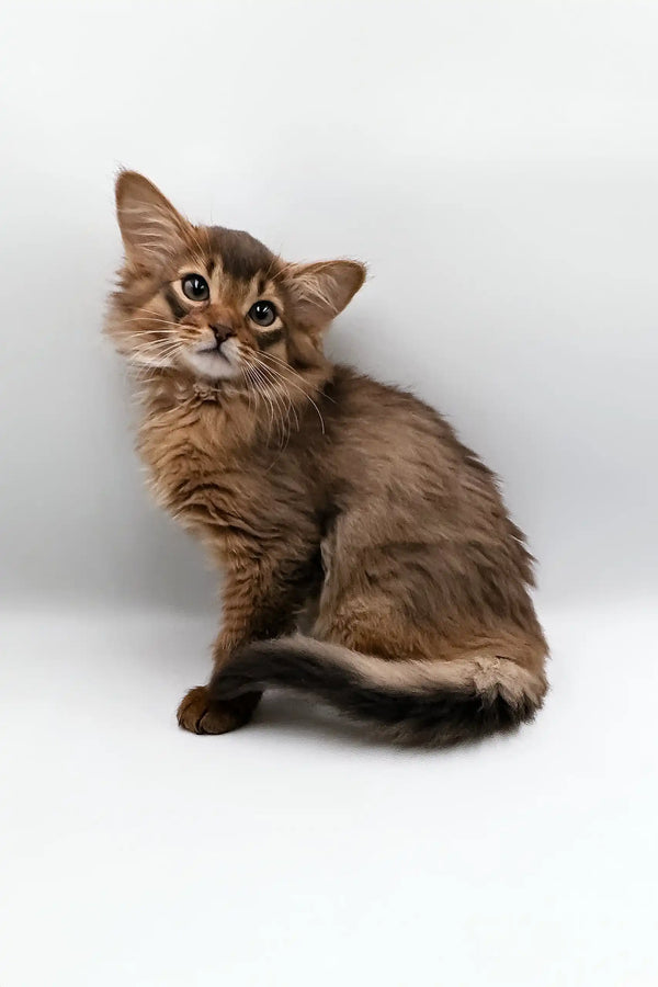 Cute Somali kitten named Rosie showing off her lovely brown fur