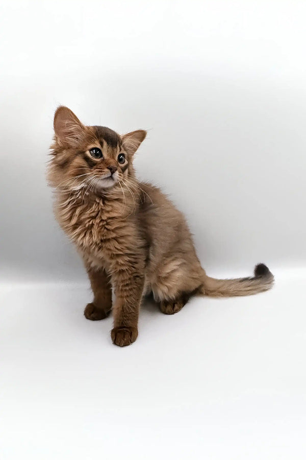 Fluffy brown Somali kitten in Rosie Somali Kitten product display