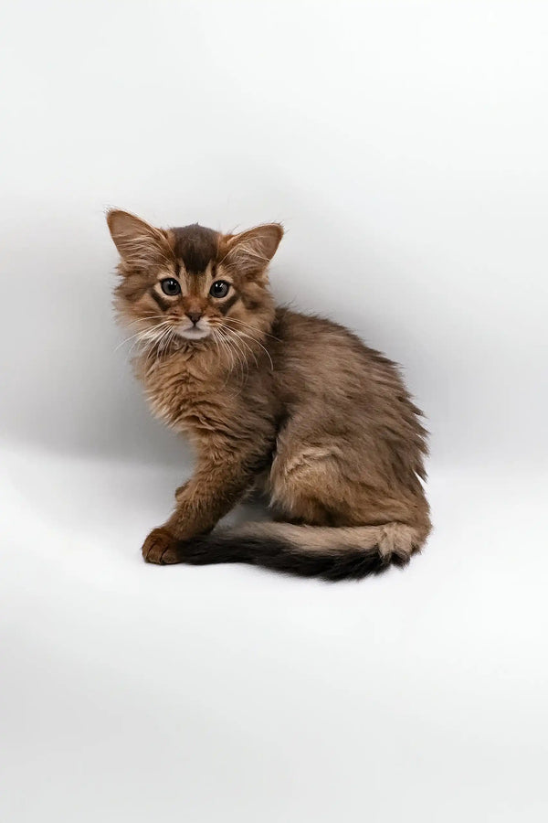 Fluffy brown Somali kitten from the Rosie Somali Kitten collection