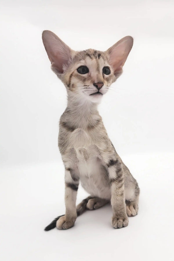 Adorable Oriental Shorthair kitten named Roxy ready for adoption or playtime fun