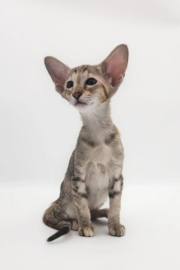 Cute Oriental Shorthair kitten named Roxy, ready to bring joy to your home