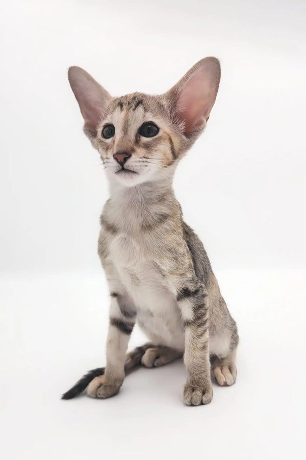 Cute Oriental Shorthair Kitten named Roxy with bright green eyes and sleek fur