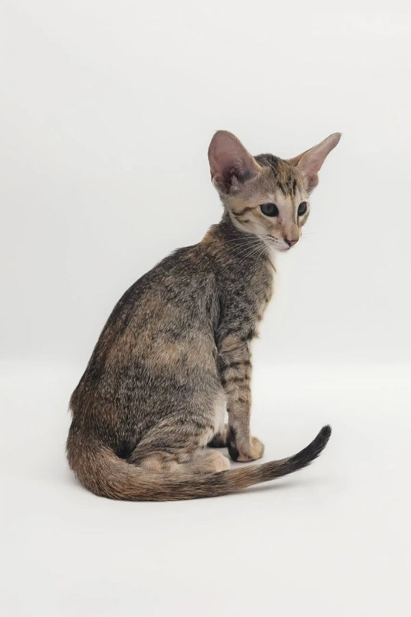 Adorable Roxy, the playful Oriental Shorthair kitten, ready for a loving home