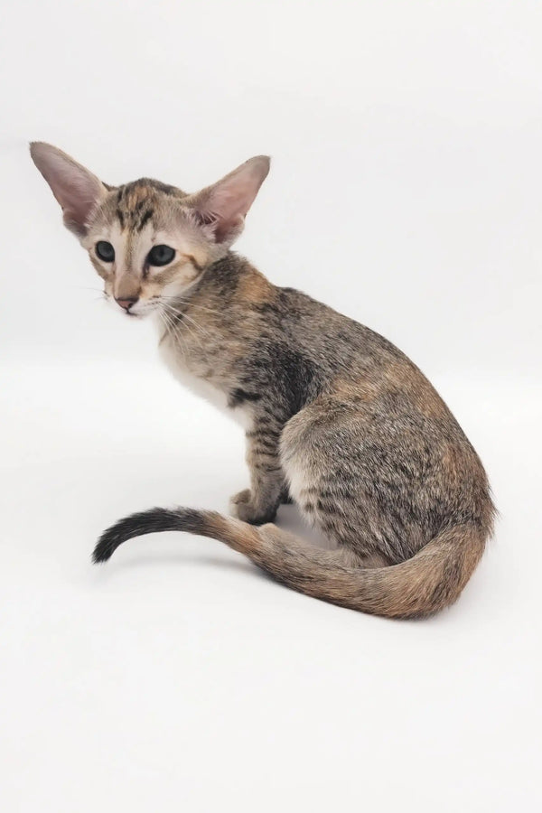 Cute Oriental Shorthair kitten Roxy looking playful and ready for forever home