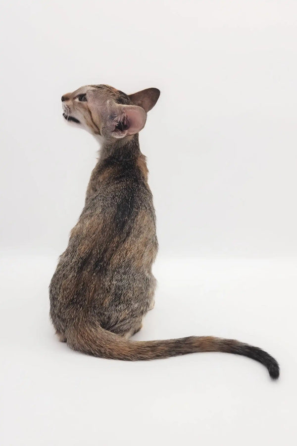 Brown tabby cat with big ears in Roxy Oriental Shorthair Kitten product image